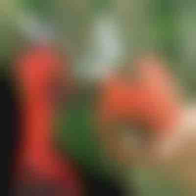 Tesouras de poda elétricas, sem fio para jardim e pomar | WHIZZPRUNER