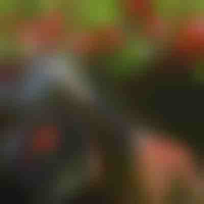 Tesouras de poda para árvores | TREESNIP